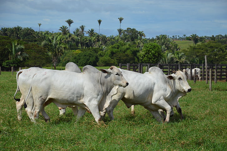 Ox, en cours d’exécution, pâturage, bovins, bétail, Agriculture