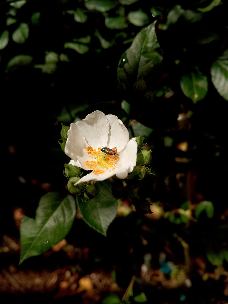cuprea Protaetia, coleóptero, Blanco, flor, error, macro, naturaleza
