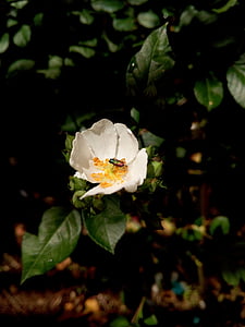 protaetia cuprea, Coleoptera, бяло, цвете, бъг, макрос, природата