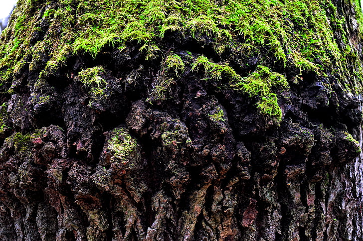 oude boom, Mossy boomstam, natuur