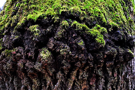 старе дерево, стовбур дерева моховий, Природа