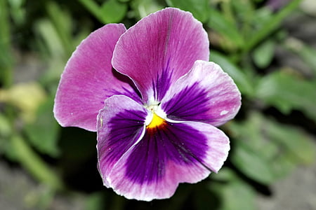 viooltje, viooltjes, bloem, Tuin, onstuimige, blauw, gekleurde