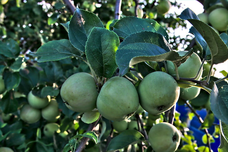 jabolko, jablana, list, drevo, poletje, jabolko na podružnice, sadje