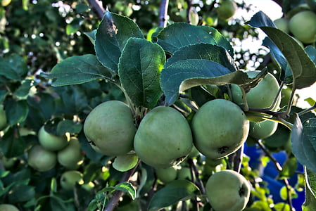 jabuka, drvo jabuke, list, drvo, ljeto, jabuka na grani, voće