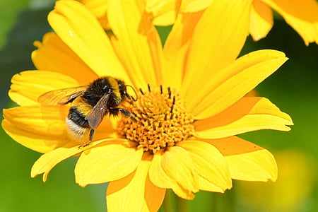 blossom, bloom, yellow, yellow flower, hummel, insect, bee