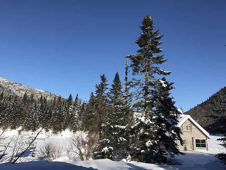 naturen, trä, snö, vit, hus, skogen, Chalet
