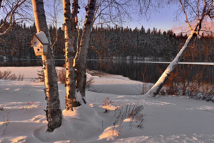 Ziemas ainava, sniega, koki, bērzs, ezers, ziemas, auksti