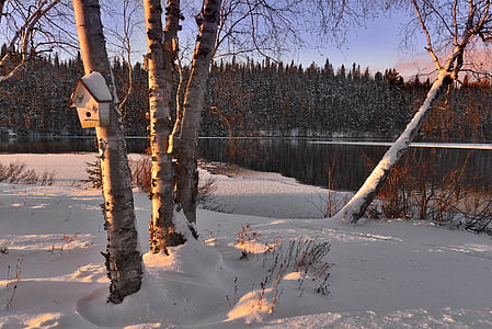 Зимен пейзаж, сняг, дървета, бреза, езеро, зимни, студено