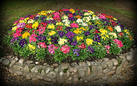 flowers, spring, primroses, colors