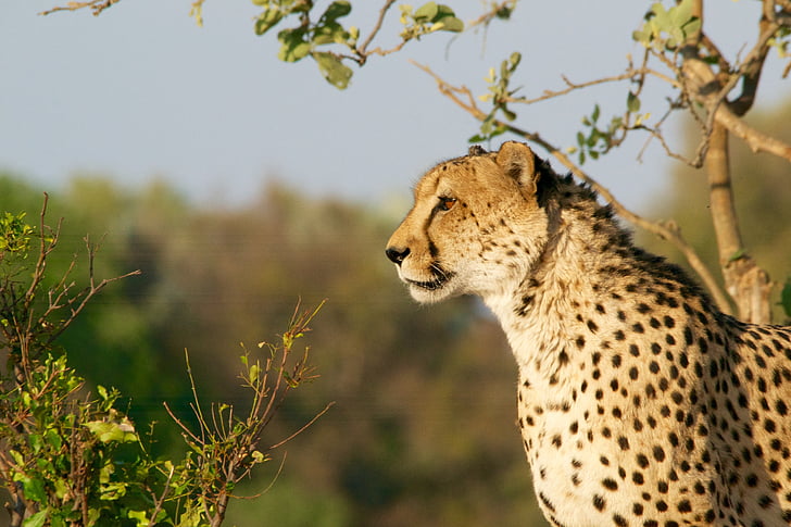Chita, caça-leopardo, vida selvagem, animal, gato, caça, África