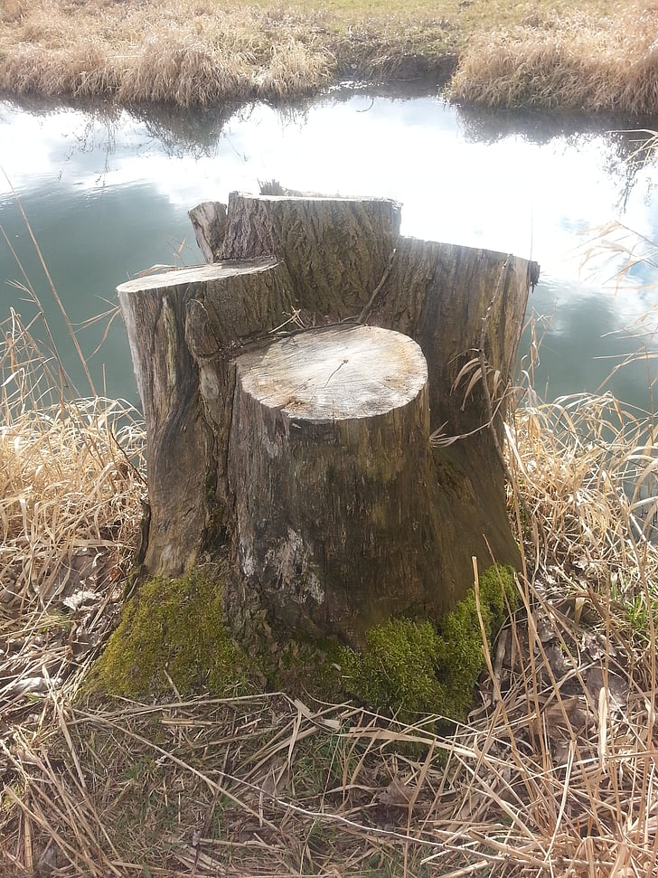 tree stump, fallen tree, wood, dead tree, waters
