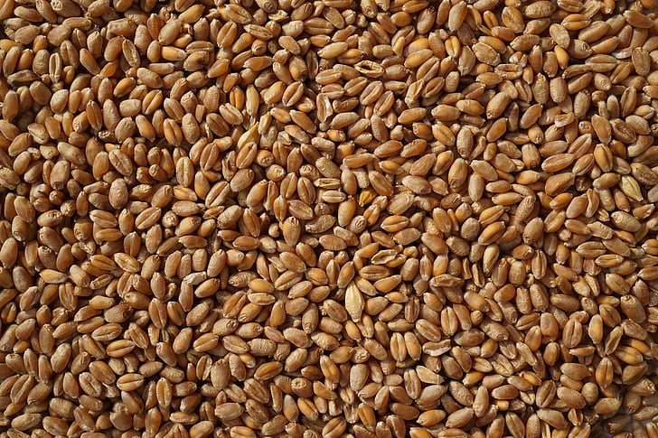 wheat, grain, grains, agriculture, harvest, the background, the cultivation of