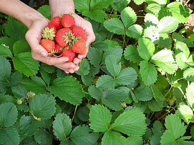 berry, strawberry, hands, leaves, red, wild strawberry, garden strawberry