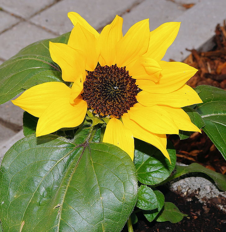 garden, sidewalk, sun flower, late spring, yellow, bright, ornament