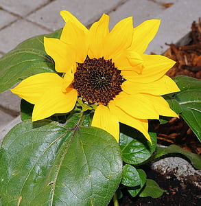 garden, sidewalk, sun flower, late spring, yellow, bright, ornament