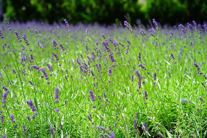 lavender, lavender field, flowers, purple, wild plant, wildblue, lavender flowers