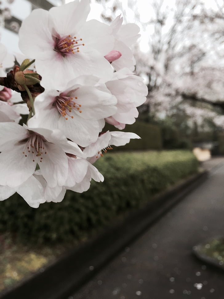 Sakura, putih, alam, bunga, pohon, di luar rumah