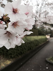 kirsikankukka, valkoinen, Luonto, kukka, puu, ulkona