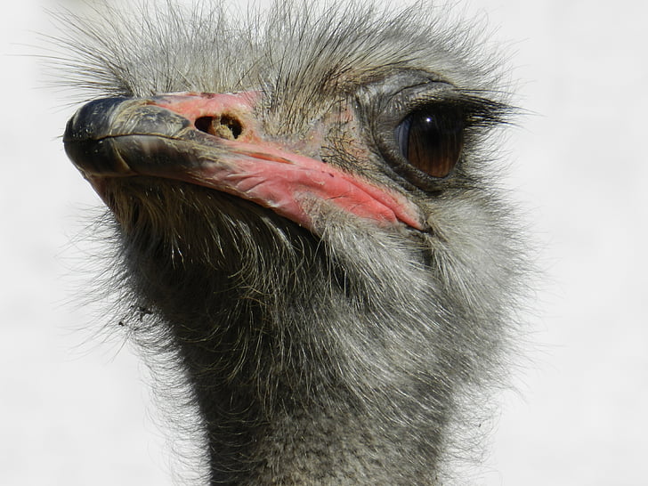 страуса, Південно-Африканська Республіка, страуси, швидкий