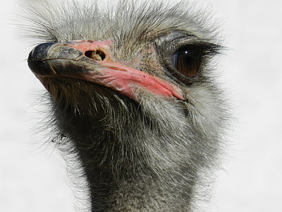 ostrich, south africa, ostriches, fast