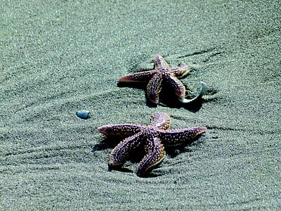 Seastar, песок, пляж, мне?, морской, животное, тропический