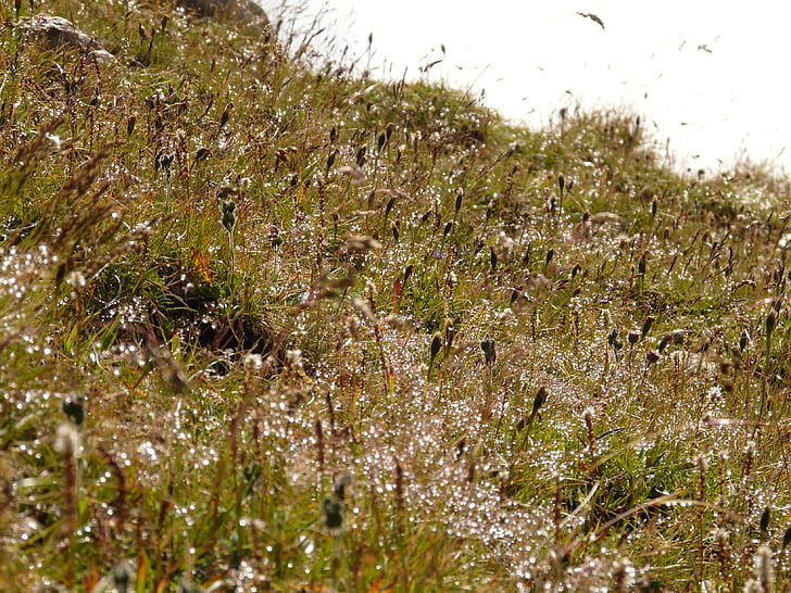 meadow, grass, dew, morgentau, back light, drip, dewdrop