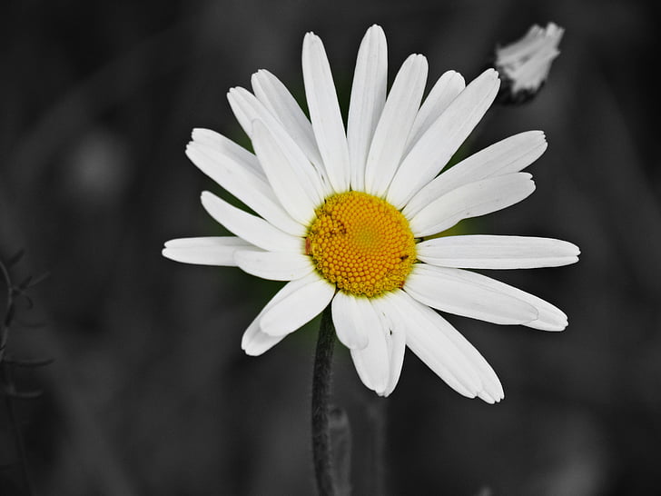 flowers, nature, spring, plant