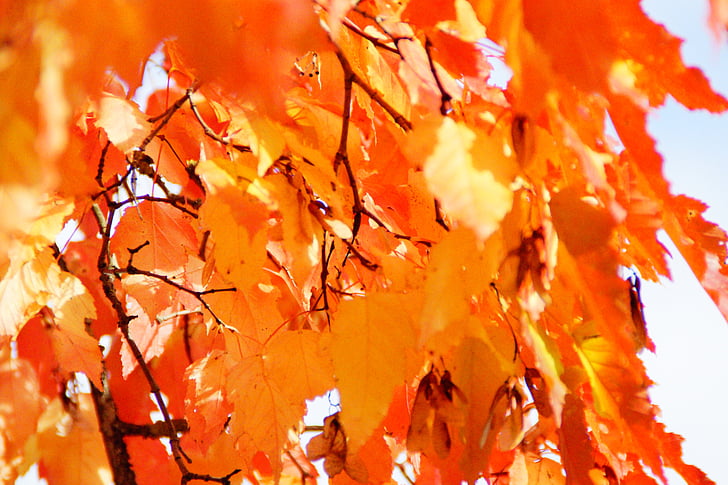 hösten, ljusa, falla lövverk, gyllene höst, gyllene oktober, lämnar, färg