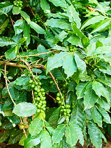 coffee, coffee plant, coffee berry, cherry coffee, bush, beans, berries