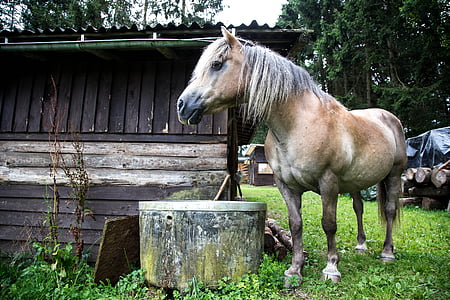 kuda, hewan, pertanian, di luar rumah, alam, Stallion, surai