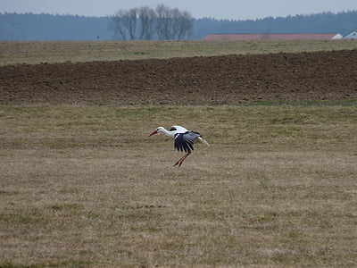 stork, approach, bird, large, landing, animal, birds