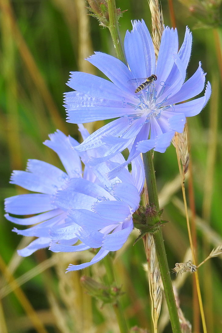 Chicory, biru, bunga, musim panas, bunga liar