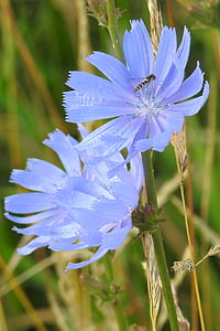 Chicorée, Blau, Blumen, Sommer, Wilde Blume