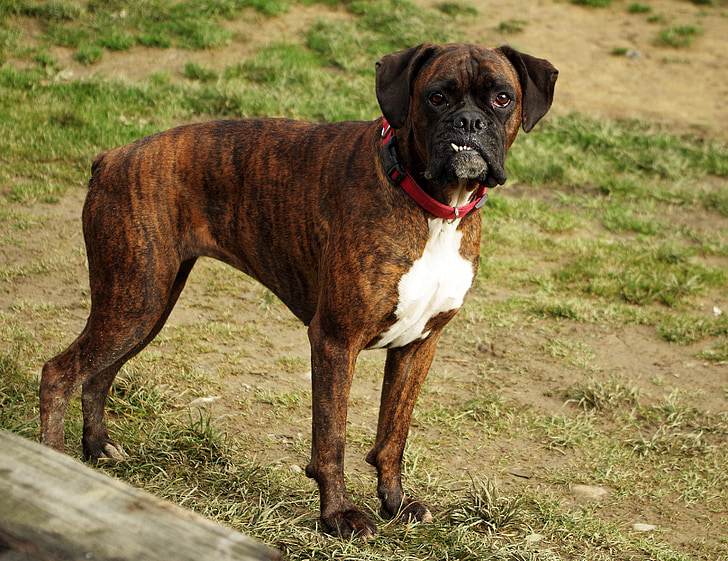 chien, Boxer, occlusion, dents, animal