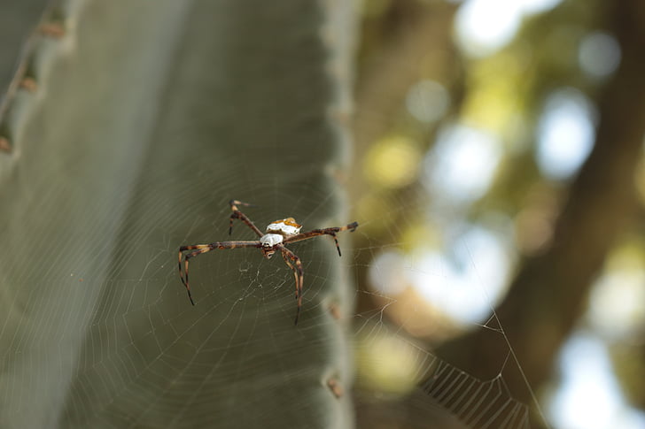 거미, 거미 류의 동물, 웹