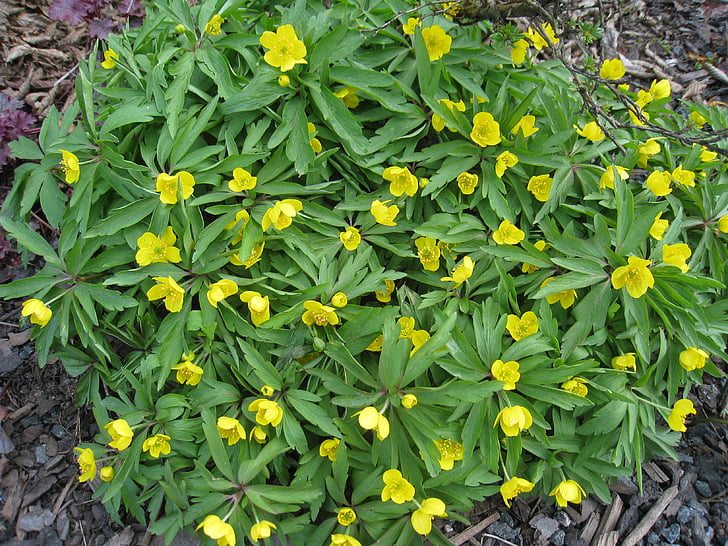 kollane puidu anemone, kevadel, lilled, roheline, kollane, loodus, lill