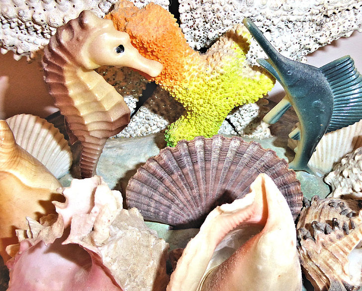 conchas de mar auténtico, Océano Atlántico, ornamento de