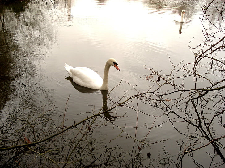 swans, water, nature