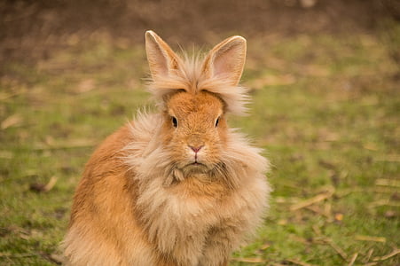 hare, rabbit, lion head, bunny, animal, sweet, dwarf rabbit