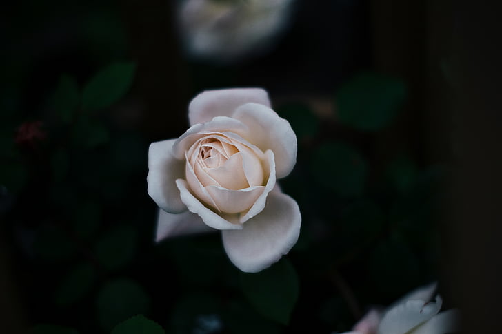 Stäng, fotografering, vit, ökade, blomma, England, blommor