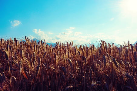 gandum, bidang, sereal, langit, gandum, alam, pertanian