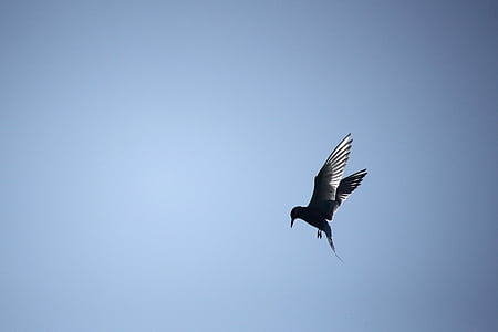 common tern, bird, himmel, flying, crystal clear, popping, chasing