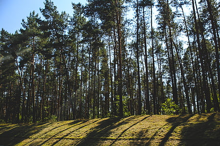 cień, lasu, Woods, drewno, drzewo, drzewa, trawa