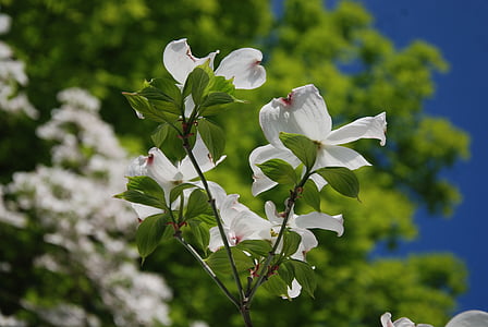 Blumen, Baum, Closeup, weiße Blüten, Blüte, sonnig, Zweig