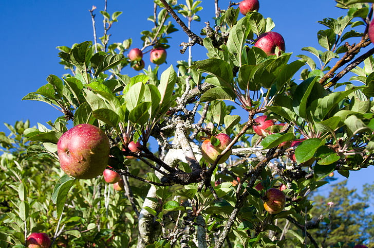 แอปเปิ้ล, ต้นไม้, โรงงาน, สวน, สีเขียว, ธรรมชาติ, ผลไม้