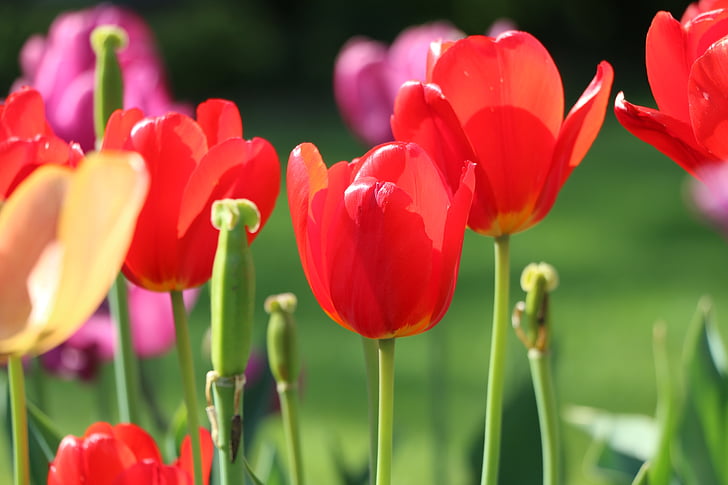 Tulipa, flor, tancat, vermell, llit de flors, delicat