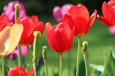 Tulip, blomma, stängt, röd, blomma säng, delikat