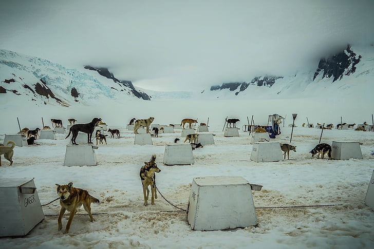 sanki psy, Alaska, psich zaprzęgów, sanki, pies, jazda na sankach, śnieg