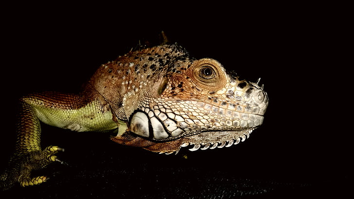 Iguana, reptil, ojo, verde