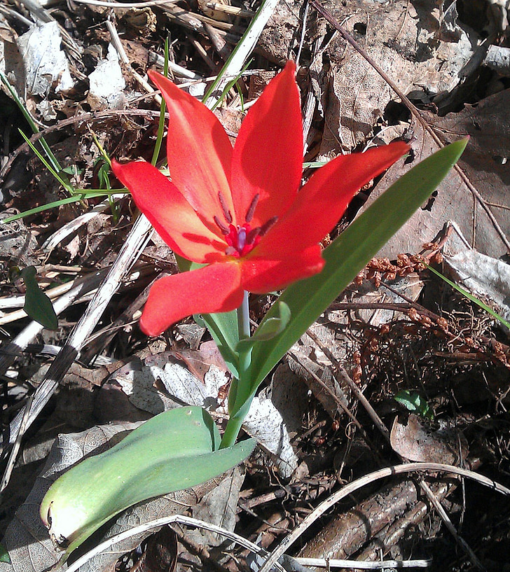 tulip, red, forest, orphaned, alone, change of location, loneliness